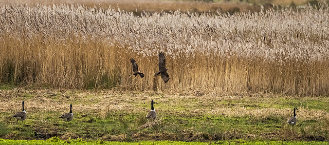 Marsh harriers