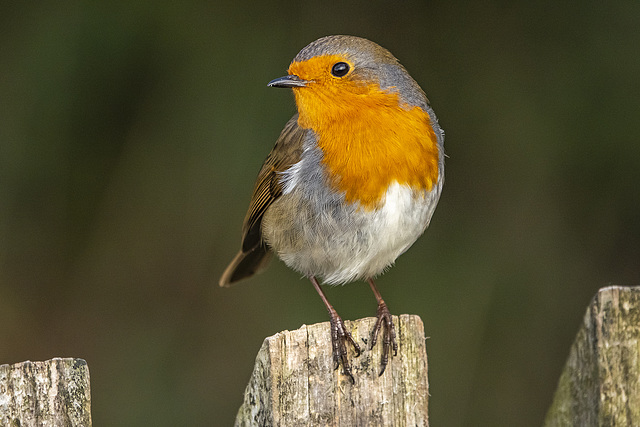 Robin