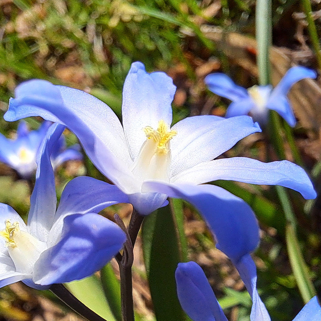 Sternhyazinthe (Chionodoxa); auch Schneeglanz, Schneestolz