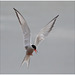 EF7A5382 Common Tern