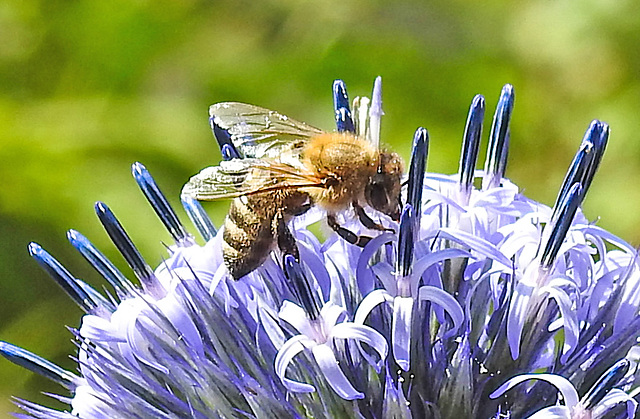 20230716 2044CPw [D~LIP] Kugeldistel (Echinops banaticus), Honigbiene, Bad Salzuflen