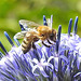 20230716 2044CPw [D~LIP] Kugeldistel (Echinops banaticus), Honigbiene, Bad Salzuflen