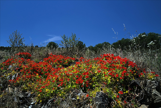 Tropaeolum majus, Castelhanos Tropaeolum majus, Castelhanos