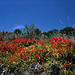Tropaeolum majus, Castelhanos Tropaeolum majus, Castelhanos