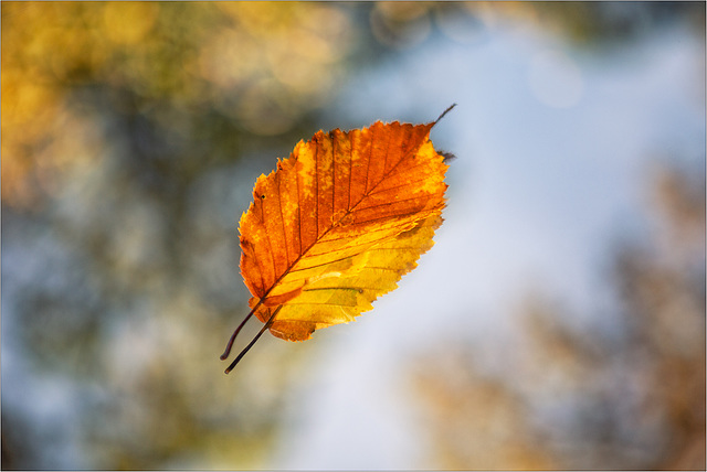 Leaves are falling . . .