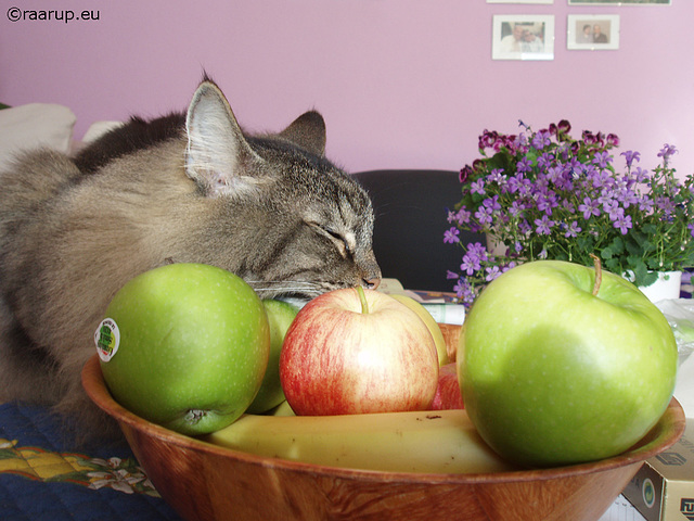 Milly and apples