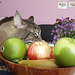 Milly and apples