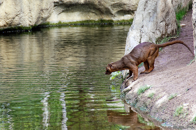 Fossa im Bioparc Valencia (© Buelipix)