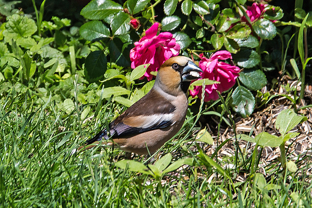 20160619 1894VRAw [D~RI] Kernbeißer (Coccothraustes coccothraustes), Rinteln