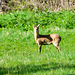 Chinese Water Deer -DSB 2953