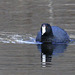 American Coot