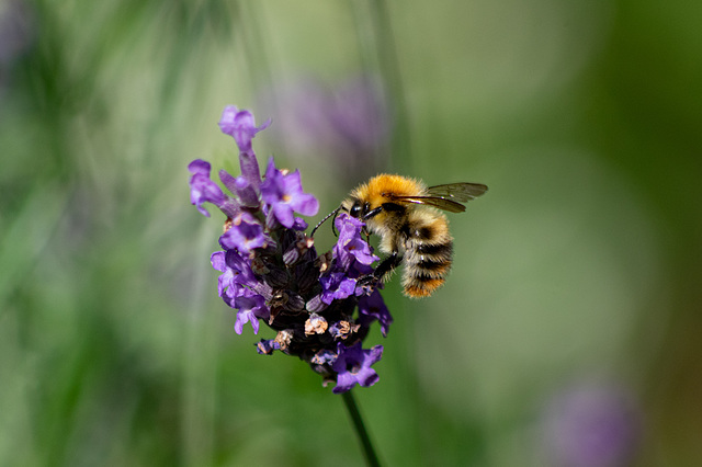 Common Carder Bee