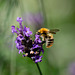 Common Carder Bee