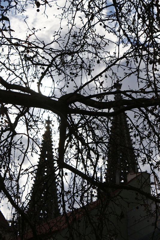 cathedral tree