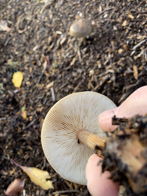 Growing in wood chippings ID??