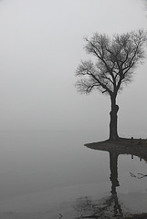 Der einsame Baum am Seeufer