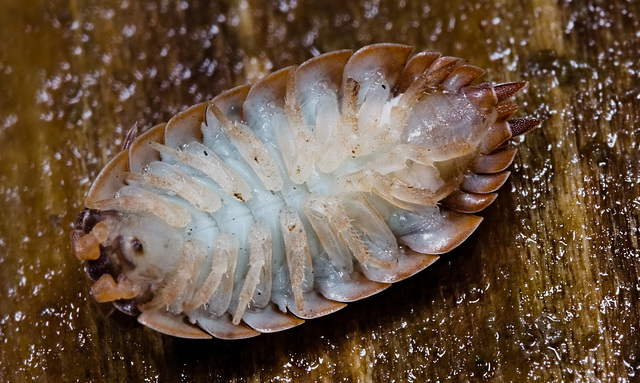 Woodlouse IMG 7227