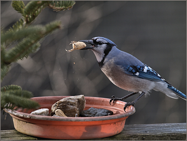 Breakfast guest