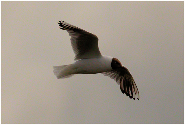 EF7A5405 Black headed Gull