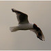 EF7A5405 Black headed Gull