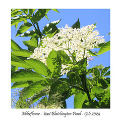 Elderflower  EBPond 17 6 2024