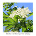 Elderflower  EBPond 17 6 2024