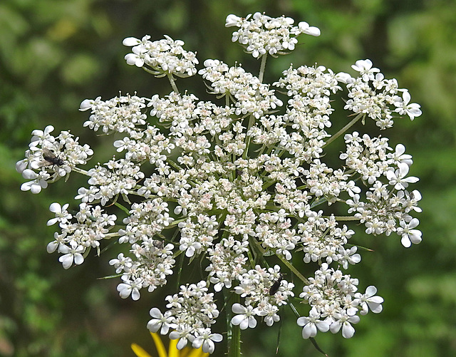 20230716 2047CPw [D~LIP] Möhre (Daucus carota), Bad Salzuflen
