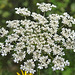 20230716 2047CPw [D~LIP] Möhre (Daucus carota), Bad Salzuflen