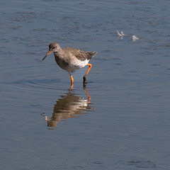 Brownsea Island-7