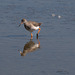 Brownsea Island-7