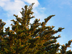 P6280033