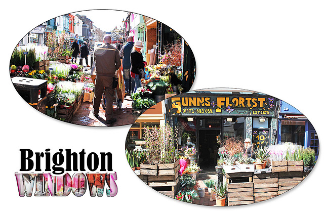 Gunn's Florist - Brighton windows - 31.3.2015