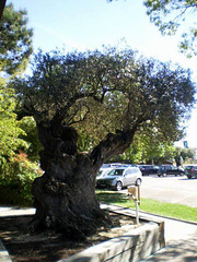 Olive-tree (300 B.C.).