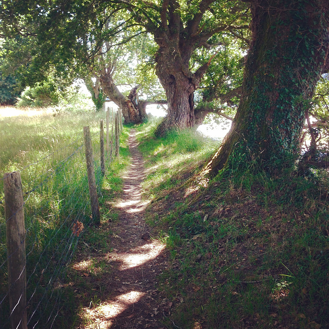 Le chemin des Elfes