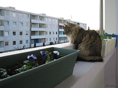 Milly on the balcony