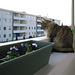 Milly on the balcony