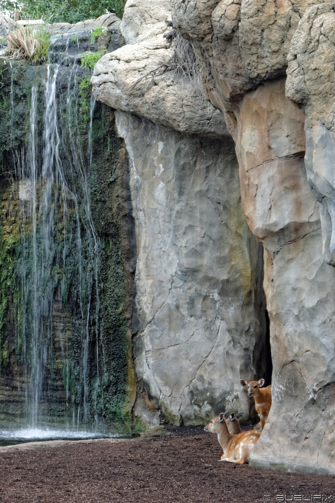 Sitatunga im Bioparc Valencia (© Buelipix)