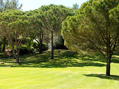 Dappled shade, Hotel Delfim, Alvor (2014)