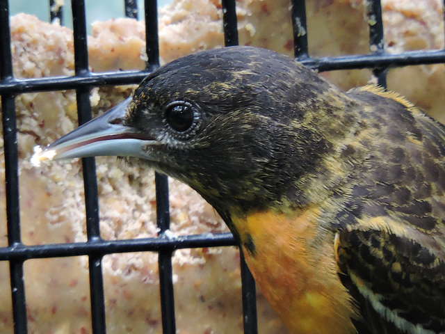 Baltimore Oriole