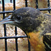 Baltimore Oriole