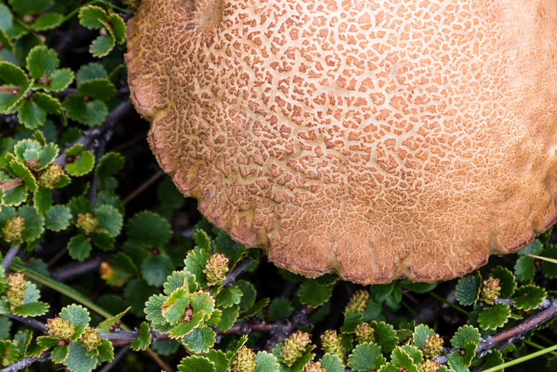 Leccinum scabrum/ Betula nana