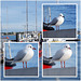 la mouette rieuse