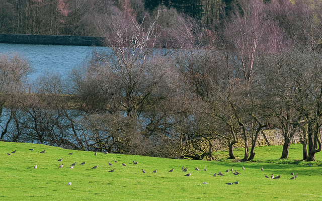 Curlew