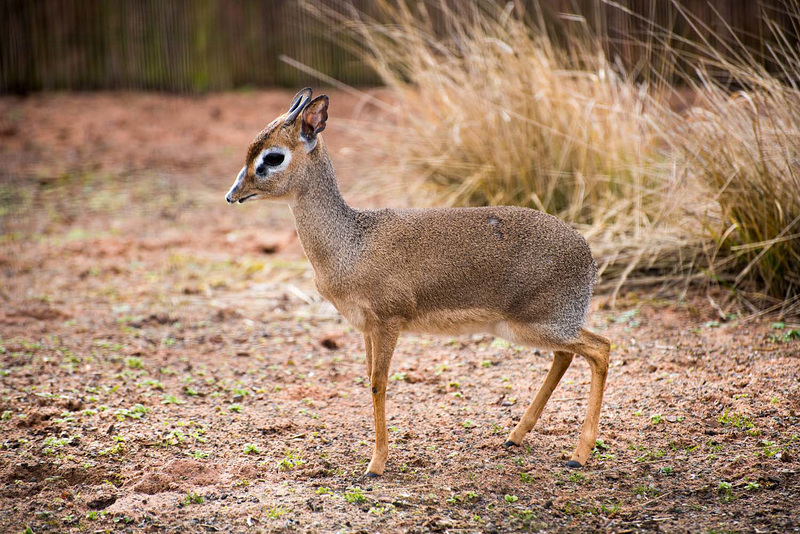 Dirks dik dik 1