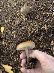 Growing in wood chippings ID??