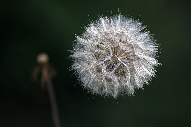 Löwenzahn Dandelion focus stack