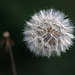 Löwenzahn Dandelion focus stack