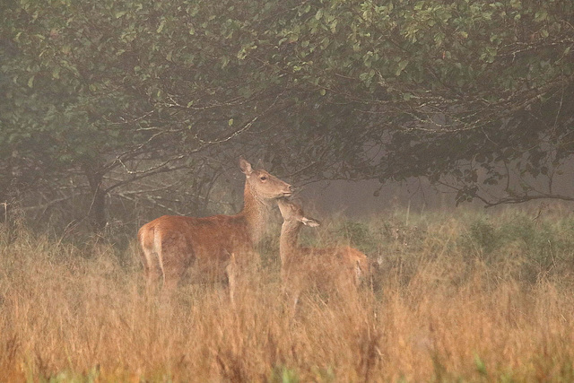 tendresse dans la brume