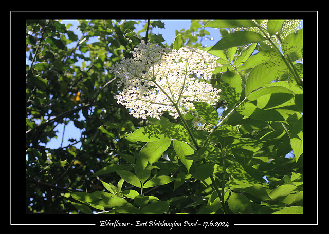 Elderflower 17 6 2024