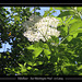 Elderflower 17 6 2024